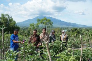 Dinas Pertanian Aceh Besar Panen Terong Kelompok Binaan di Seuneubok 