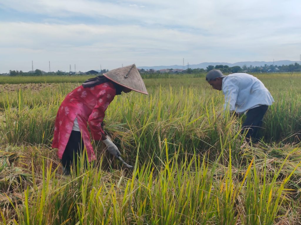 Harga Gabah Kering Rp 7000/Kg, Petani Aceh Besar Bersyukur