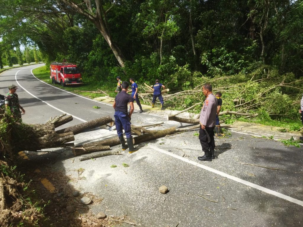 Angin Kencang, Tiga Pohon di Aceh Besar Tumbang