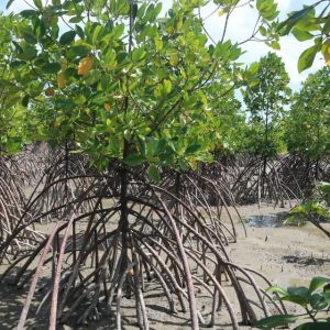 Perempuan Pesisir: Garda Terdepan Dalam Pelestarian Mangrove Aceh Jaya