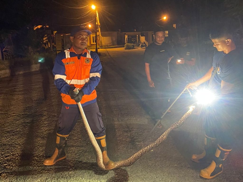 Tim Damkar BPBD Aceh Besar Evakuasi Ular Piton Sepanjang Tiga Meter
