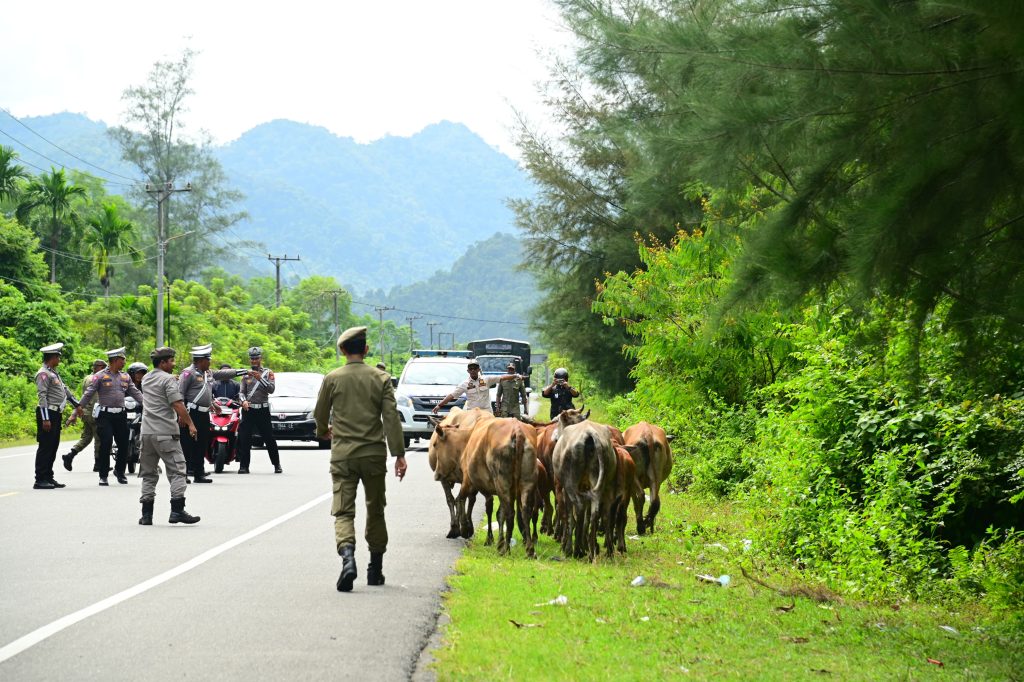 Satpol PP dan WH Aceh Besar Bersama Tim Gabungan Usir Ternak Liar di Jalan Banda Aceh-Meulaboh