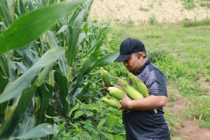 Dukung Ketahanan Pangan, Pj Bupati Aceh Besar Panen Jagung di Lamteuba