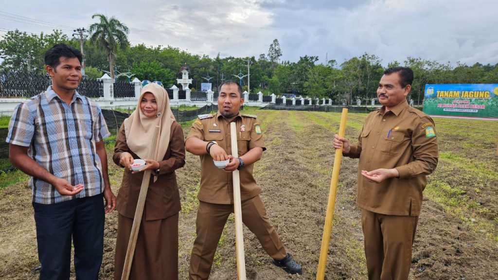 Dukung Ketahanan Pangan, Halaman Meuligoe Bupati Ditanami Jagung Manis