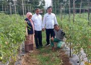 Kendalikan Inflasi, Dinas Pertanian Aceh Besar Dorong Budidaya Tomat dan Cabai