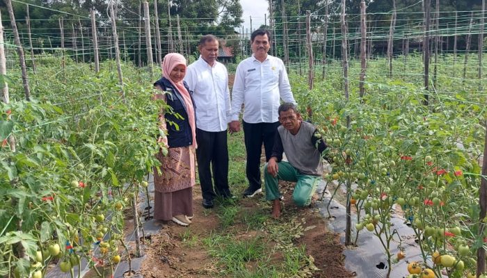 Kendalikan Inflasi, Dinas Pertanian Aceh Besar Dorong Budidaya Tomat dan Cabai
