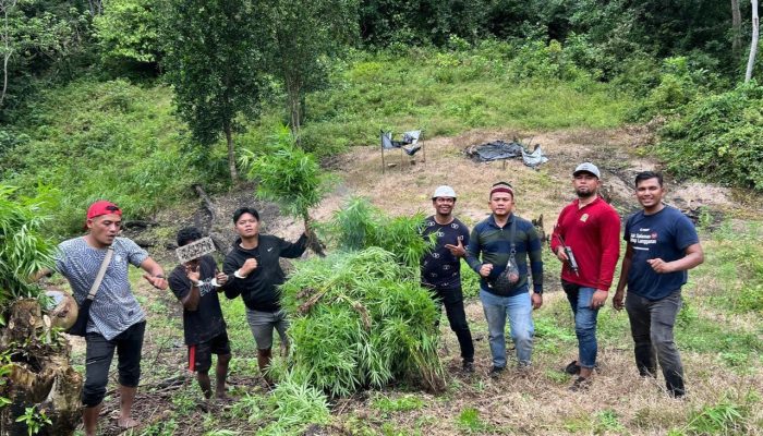 Polres Aceh Besar Temukan Lahan Ganja Dan Tangkap Pemilik Lahan