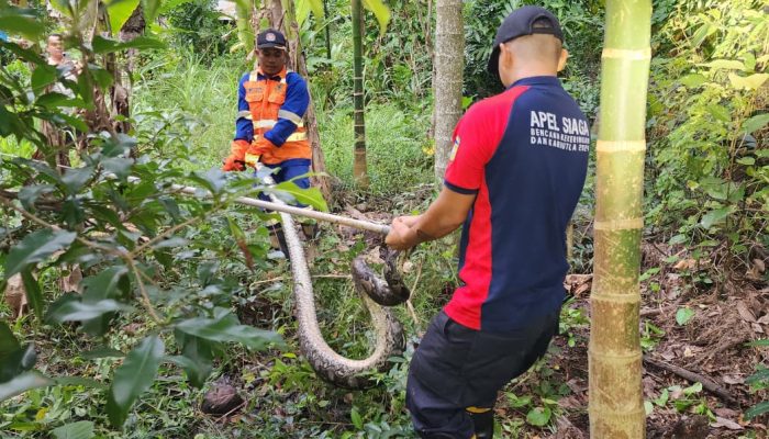 Ular Piton Sepanjang 3,5 meter Berhasil Dievakuasi Damkar BPBD Aceh Besar