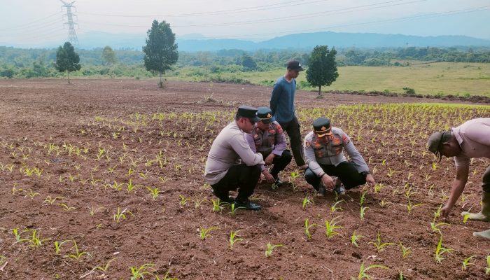 Wujud Dukungan Ketahanan Pangan, Kapolres Aceh Besar Cek Perkembangan Tanaman Jagung