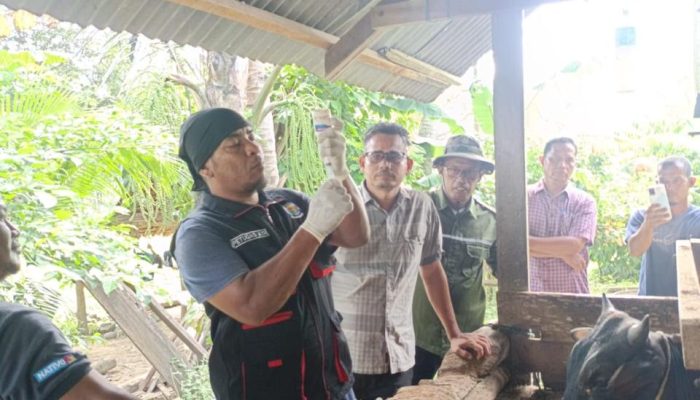 Satgas PMK Dinas Pertanian Aceh Besar Gencarkan Vaksinasi Ternak di Kuta Cot Glie