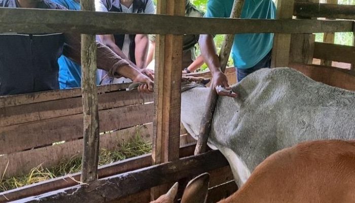 Pemkab Aceh Besar Targetkan Seribu Ekor Sapi Divaksin PMK