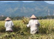 Dua Kecamatan Mulai Panen Padi di Aceh Besar