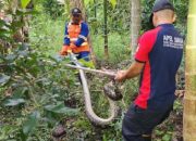 Tim Damkar Aceh Besar Evakuasi Ular Piton 3,5 Meter