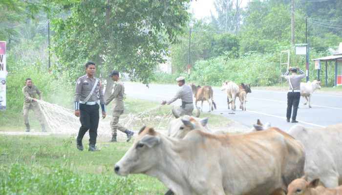 Dukung Kelancaran Arus Mudik, Satpol PP dan WH Aceh Besar Tertibkan Ternak Liar di Jalan Lintas Banda Aceh-Meulaboh