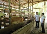 Distan Aceh Besar Lakukan Penggemukan Sapi Program Unggulan