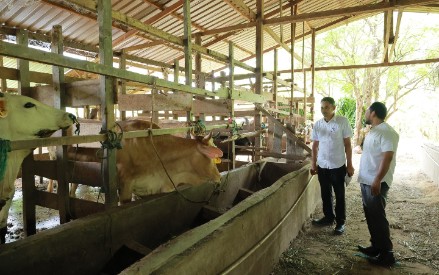 Distan Aceh Besar Lakukan Penggemukan Sapi Program Unggulan