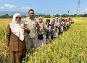 Kabid Penyuluh Distan Aceh Besar: Produktivitas Padi Capai 6,5 Ton/Ha