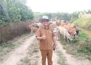 18.149 Ekor Sapi Disiapkan untuk Kebutuhan Meugang Idul Fitri 2025