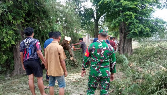 BPBD Aceh Besar Gerak Cepat Lakukan Penanganan Pohon Tumbang di Kuta Cot Glie