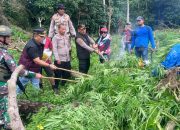 Kapolres Aceh Besar Pimpin Langsung Pemusnahan Ladang Ganja Di Pegunungan Lamteuba Seulimeum