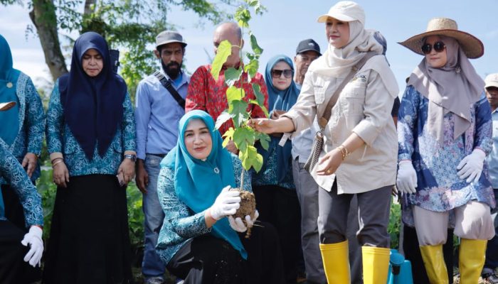 Marlina Muzakir Tanam Murbei, Dorong Kebangkitan Sutera Aceh