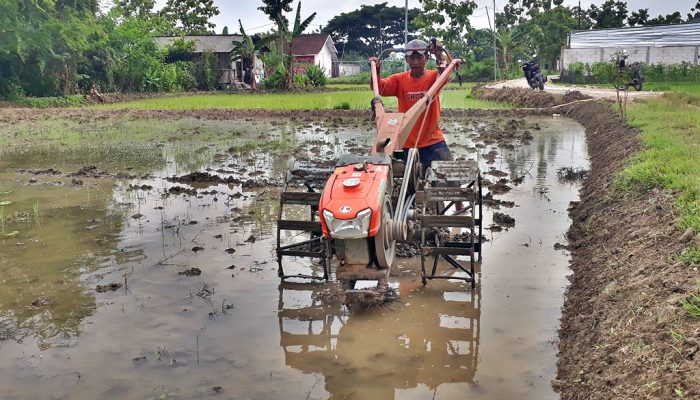 Aceh Besar Mulai Garap Tanam Gadu untuk Wujudkan Lumbung Pangan Nasional