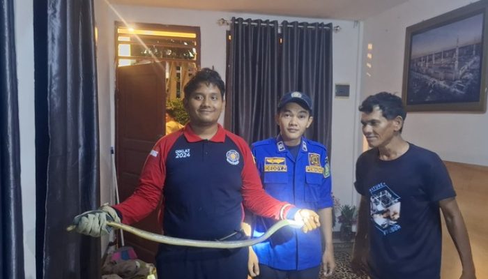 Petugas Damkar Evakuasi Ular Dari Rumah Warga