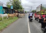 Hewan Ternak Sapi Berkeliaran, Pengendara Resah