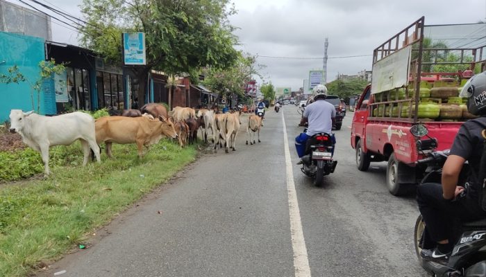 Hewan Ternak Sapi Berkeliaran, Pengendara Resah