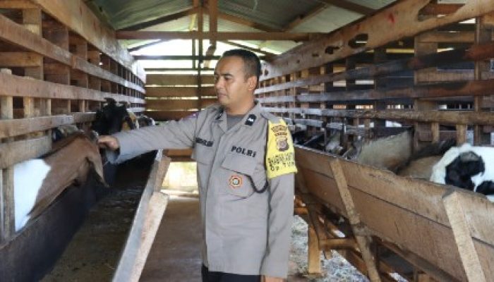 Bhabinkamtibmas Polsek Darul Kamal Sudah Memiliki Usaha Ternak Kambing Selama Delapan Tahun