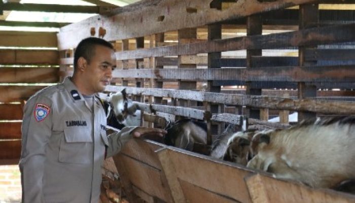 Delapan Tahun Beternak, Bhabinkamtibmas Darul Kamal Raup Jutaan Rupiah dari Kambing Etawa
