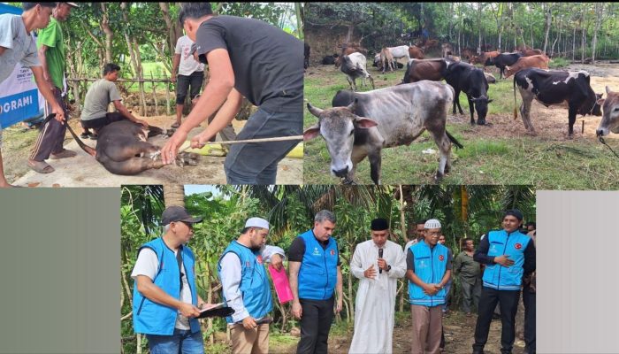 Turki Salurkan 150 Ekor Hewan Kurban untuk Warga Aceh