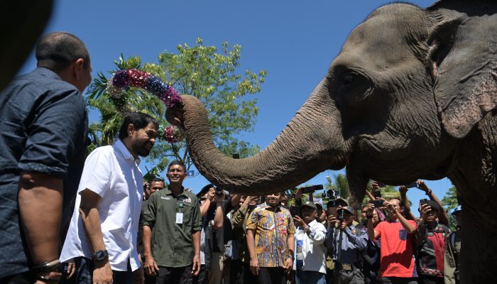 Tinjau Lokasi Konservasi Gajah di Aceh Tengah, Mualem Komitmen Atasi Konflik Manusia-Satwa Liar