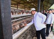 Bupati Aceh Besar Tinjau UPTD Peternakan Ayam Petelur