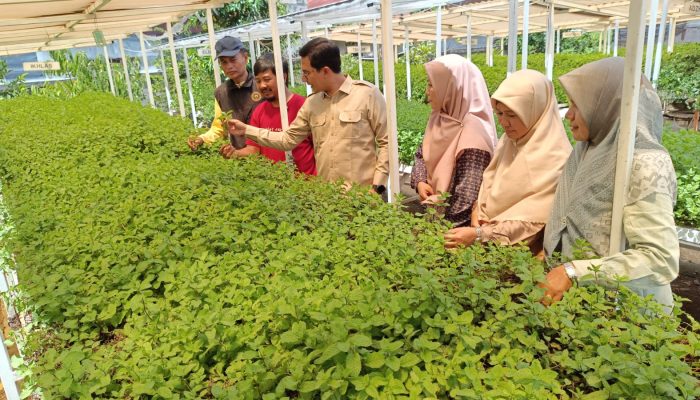Ketua DPRK Banda Aceh Kunjungi Kebun Mint di Neusu Aceh, Dorong Galakkan Urban Farming untuk Ketahanan Pangan