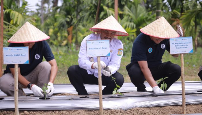 Wabup Aceh Besar Hadiri Launching Berdikari Tani BNNP dan Bank Indonesia Perwakilan Aceh