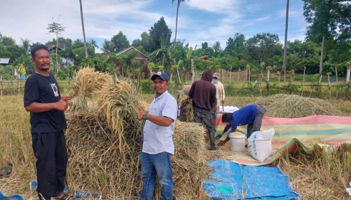 Harga Gabah Melejit di Aceh Besar, Kini Capai Rp 8.200 Per Kg