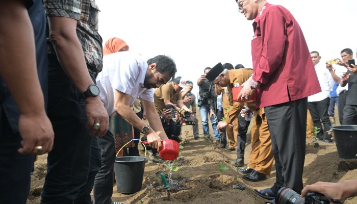 Mualem Dukung Petani Cabai dan Nilam untuk Kendalikan Inflasi dan Tingkatkan Ekonomi