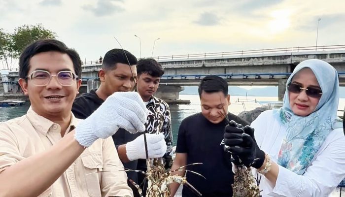Ketua DPRK Banda Aceh Panen Lobster di Ulee Lheue, Hasilnya Dipasok ke Jakarta dan Bali