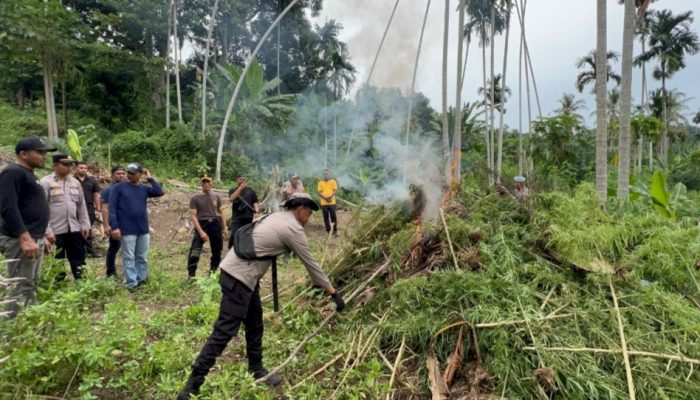 Polres Bireuen Berhasil Ungkap Kasus Narkotika, Satu Pelaku dan 154 Kg Ganja Diamankan
