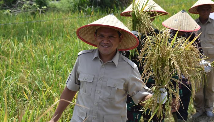 Wagub Fadhlullah Panen Padi di Aceh Tamiang, Apresiasi Hasil Panen Cepat Berkat Pupuk Inovatif