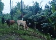 Peternak Sapi di Bantaran Sungai Krung Aceh Terpaksa Naikkan Ternak ke Atas Tanggul Akibat Tingginya Debit Air