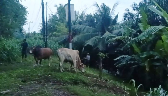 Peternak Sapi di Bantaran Sungai Krung Aceh Terpaksa Naikkan Ternak ke Atas Tanggul Akibat Tingginya Debit Air