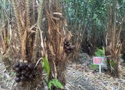 Kebun Salak Sabang di Balohan Siap Jadi Destinasi Agrowisata Baru yang Memikat Wisatawan