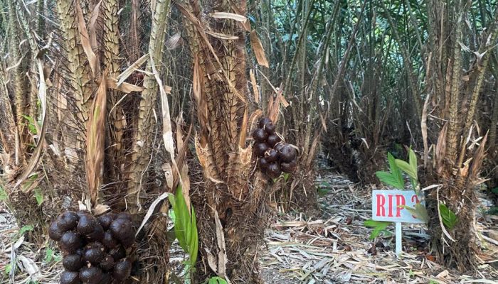 Kebun Salak Sabang di Balohan Siap Jadi Destinasi Agrowisata Baru yang Memikat Wisatawan