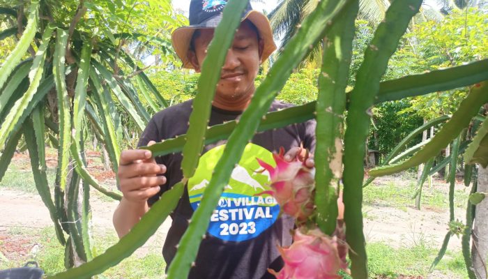 Dispar Sabang Dorong Agrowisata Kebun Naga Jadi Penggerak Baru Pariwisata