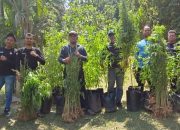 Satresnarkoba Polres Aceh Besar Musnahkan Ladang Ganja di Gampong Luthu