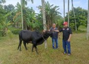M. Nasir Djamil Bantu Sapi Meugang untuk PWI Aceh