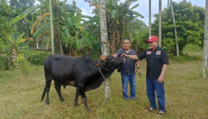 M. Nasir Djamil Bantu Sapi Meugang untuk PWI Aceh
