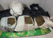 Polda Aceh Sita 50 Kg Ganja di Bireuen, Satu Kurir Diamankan